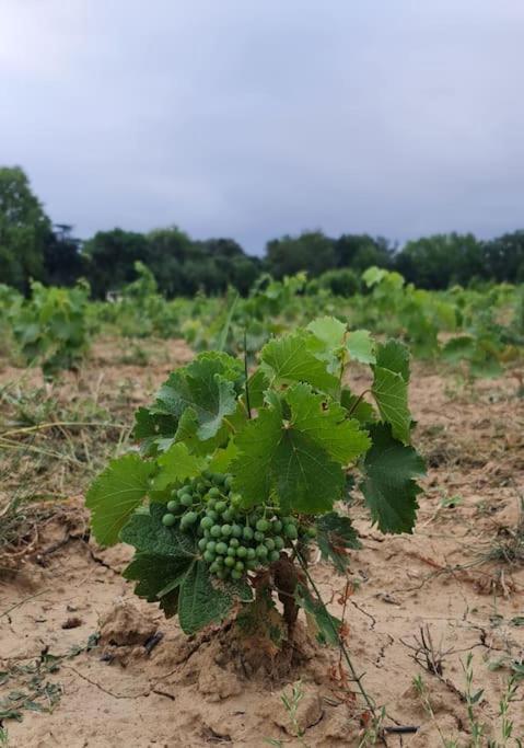 Domaine Villecarla Villedubert Εξωτερικό φωτογραφία