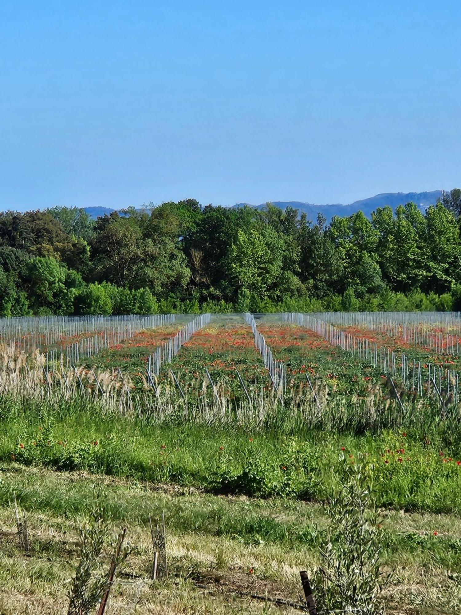 Domaine Villecarla Villedubert Εξωτερικό φωτογραφία